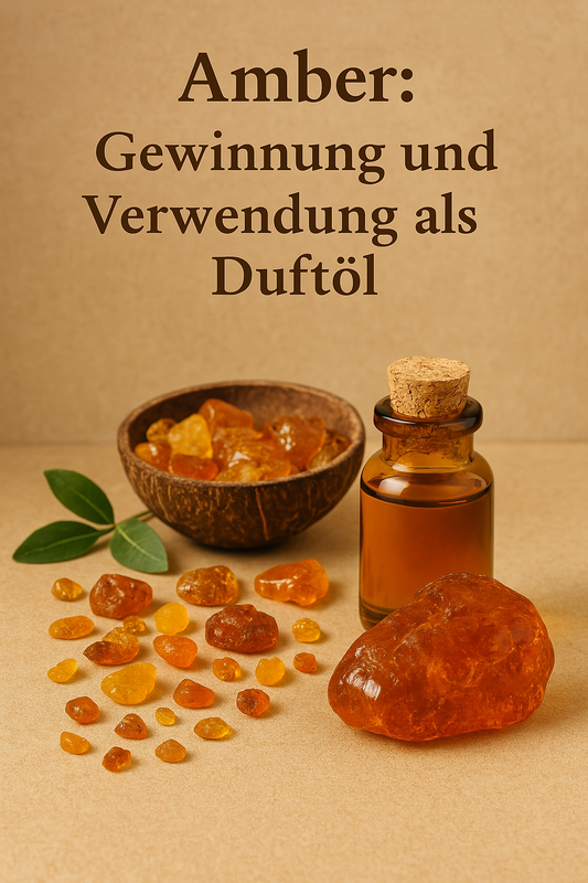 Amber: Das Gold der Düfte – Gewinnung, Entwicklung und Bedeutung als Duftöl